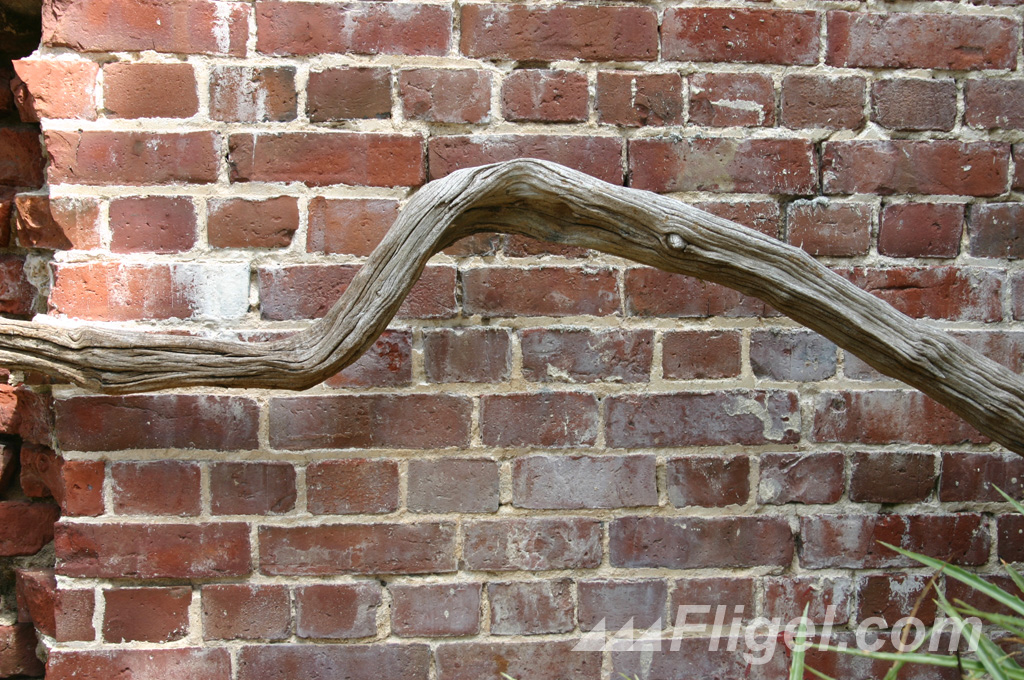 The Brick Wall and the Dry Root