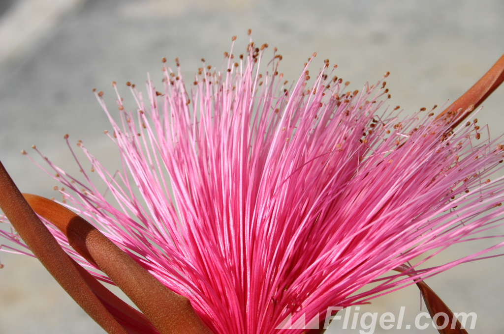 The Brick Wall and the Dry Root